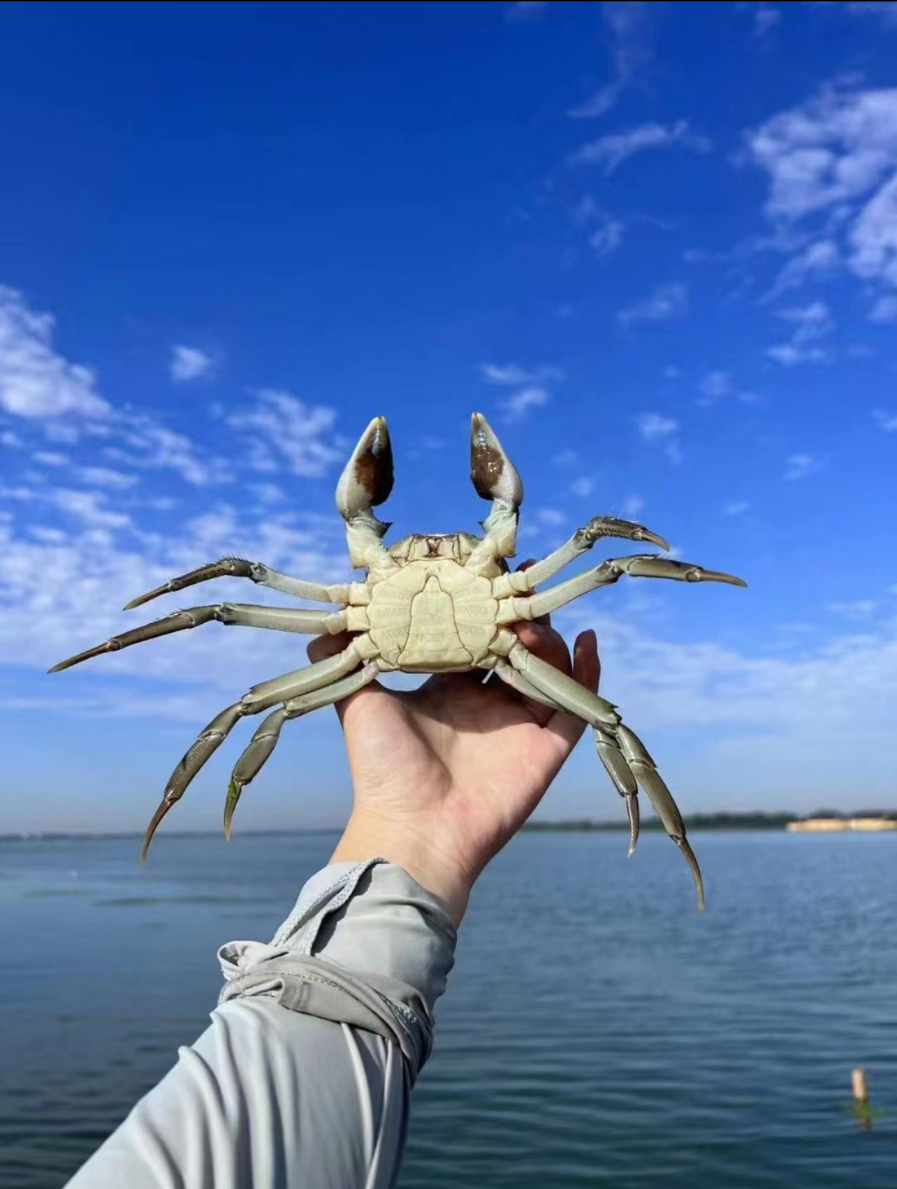 中秋送礼怎么选大闸蟹的新鲜活力？