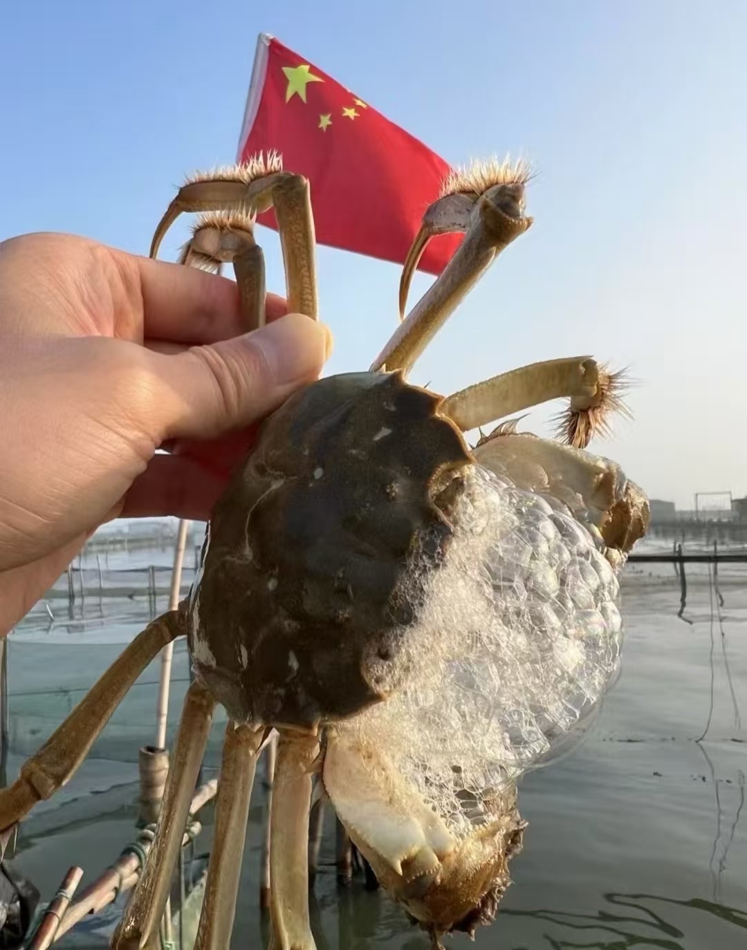 怎么辨别真假阳澄湖大闸蟹?