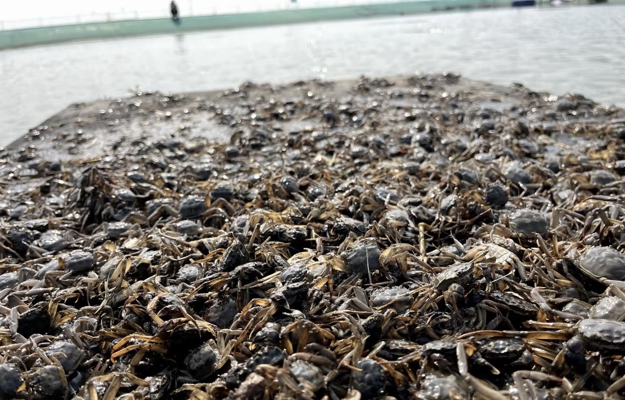 海上月｜2026江苏阳澄湖镇水上春耕忙 正宗阳澄湖大闸蟹蟹苗投放正当时